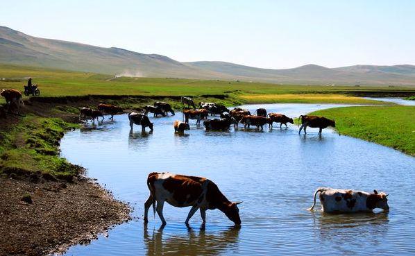 内蒙古,大美草原的绿色奇迹